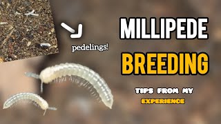 How to Breed Millipedes [upl. by Ermina240]