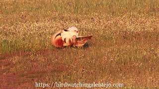 Mating of Great Bustards in the Alentejo region of Portugal [upl. by Aleece309]