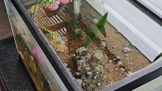 Safely Use Tap Water In Fish Tank How to remove the Chloramine [upl. by Yregerg812]