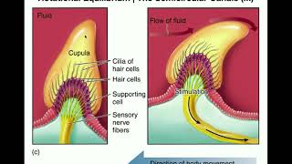 Anatomy  Physiology of the Semicircular Canals [upl. by Meakem]