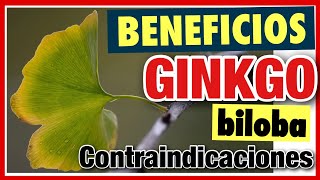 ⭐️ GINKGO BILOBA 1️⃣ BENEFICIOS 2️⃣ EFECTOS SECUNDARIOS 3️⃣ PROPIEDADES [upl. by Morrissey667]