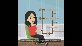 Psychologie de base  la fonction du système endocrinien [upl. by Onirotciv388]