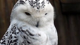 SchneeEule Weibchen Bubo scandiacus Nyctea scandiaca Snowy Owl Harfang Des Neiges Schneeeule [upl. by Manthei761]