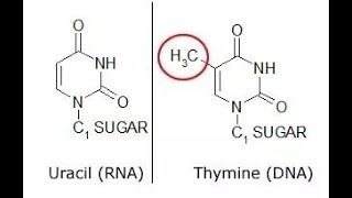 Why thymine is present in DNA instead of Uracil [upl. by Pearson]