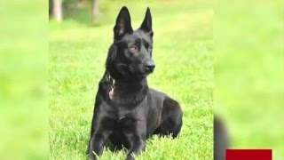 K9 officer saves ambushed partner [upl. by Hterrag]