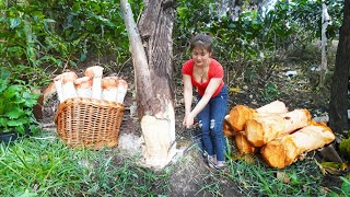 Harvesting Wild Coconut Tubers Goes To Market Sell Farm Life  Nhất Daily Life [upl. by Ailemrac]