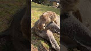 Minki the Meerkat helping to clean Bennie the Warthog 🥹🥰 meerkat warthog cuteanimals farmlife [upl. by Gemoets]