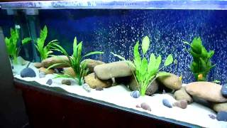 African Malawi Cichlid community Aquarium Just setup [upl. by Schaeffer756]