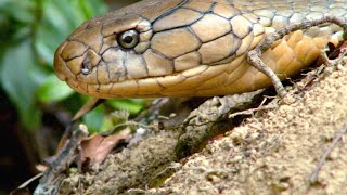 Watch Two King Cobras Romance Each Other [upl. by Suoicul]