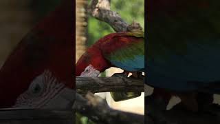 The Parrot Who Wouldnt Talk shorts viralvideo [upl. by Thorr847]