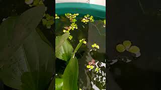 my small mini pond filled with guppiesplaties amp mollies aquarium aquatic fish pets guppy [upl. by Kevina]