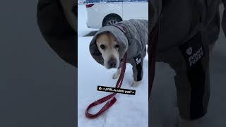 MON CHIEN PRÊT POUR SKIER 🤪 [upl. by Desdamonna]