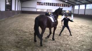 Herman Koorman in about 15 minutes a 4 year old stallion broken in during stable visit Team Nijhof [upl. by Nelac]