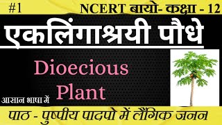 एकलिंगाश्रयी पौधे।। Dioecious plant।।biology neet SudheerSirJi [upl. by Nibla]