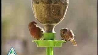 Bird Feeding Basics [upl. by Aelc]