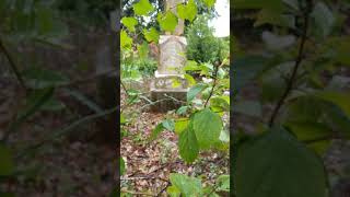 Abandoned Confederate Grave in a Forgotten Graveyard [upl. by Yvaht]