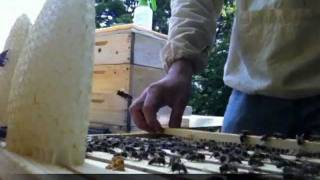 bezrámkové včelaření  top bar hive beekeeping [upl. by Yarrum]