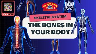 The Skeletal System  Bones in your Body [upl. by Llenrup]