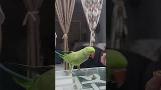 Parrot hand feeding Talking Parrot Jerro [upl. by Ernst]