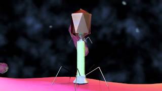 Bacteriophage T4 Virus  3D Animation [upl. by Buna]