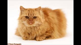 Persian Cat  Sound Effect [upl. by Sobmalarah]