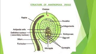 Structure of anatropous ovuleStdXIIL1Reproduction in lower and higher plants [upl. by Rayford154]