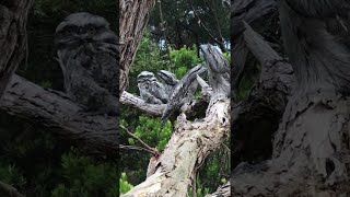 Tawny Frogmouths Are the Masters of Camouflage  ViralHog [upl. by Asta730]