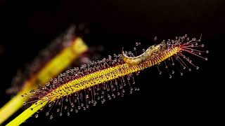 Drosera capensis vs Earwig [upl. by Ahcas]