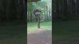 Squirreling around wildfloridasquirrel squirrels animal nature animallover animalshorts bird [upl. by Aneled]