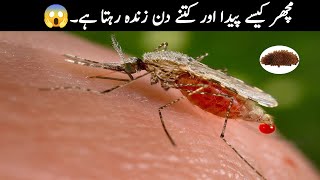 Do You Know How Mosquito is Born in Hindi amp Urdu  Part 2 [upl. by Gaulin]