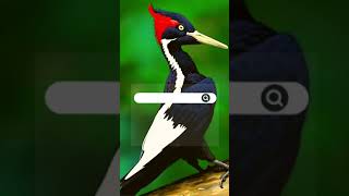 WF Ivory Billed Woodpecker [upl. by Seko]