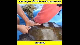 ആമ സുഹൃത്തിനെ രക്ഷിക്കാൻ Tiger Shark ചെയ്തത്  Infinite Facts  shorts [upl. by Tuttle]