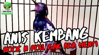 Anis Kembang Gacor Ngeplong Istimewa  Suara Burung Gacor [upl. by Anisamot]