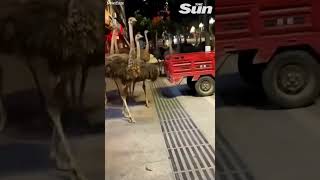 Escaped Ostriches RUN through city streets Shorts [upl. by Cadmarr]