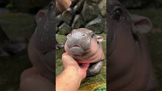 Moodeng Viral baby hippo cute hippopotamus khaokheowopenzoo [upl. by Assenov]