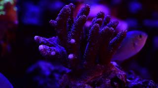 SPS and Acropora coral growth [upl. by Spillar]