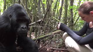 Gorilla Trekking Rwanda  Meeting silverback Agashya [upl. by Fahland]