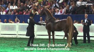 CH Callaways Annabel Allison Wins the 5Gaited Grand Championship at WCHS [upl. by Etteragram]