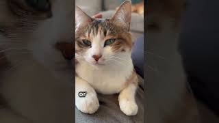 Why Your Cat Stares at You🐱CatBehavior Feline PetCare Cats Animals Pet kittens zoo dogs [upl. by Jaquelyn]