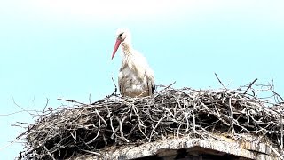 Storchennest  Die Störche sind wieder in Himberg [upl. by Anecusa]