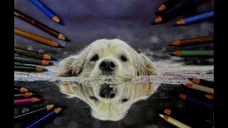 Photorealistic drawing process of a doggy in water with colored pencils [upl. by Yramanna725]