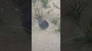 Horseshoe Crab on the Elizabeth River  Norfolk VA [upl. by Aknahs]