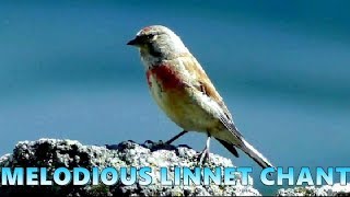 LINOTTE MELODIEUSE chant  LINNET [upl. by Enimsay]