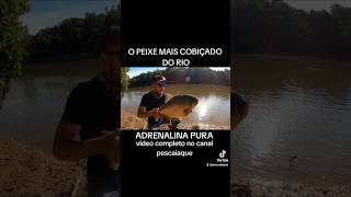 Pacu no rio Piracicaba fishing fish pescaria curimba pescaesportiva piau tilapia [upl. by Gwenette]