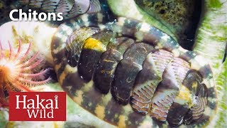 Under the Dock Chitons  Hakai Wild [upl. by Yniffit]