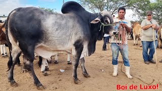 GADO DE LUXO NA FEIRA EM CACHOEIRINHAPE 30112023 nordeste [upl. by Obadias285]