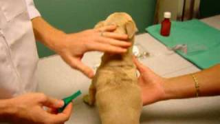 How to Apply Topical Medication to Your Dog [upl. by Ahsasal]