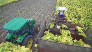 2016 Tobacco Harvest DEJ Turner Farms [upl. by Griffy]