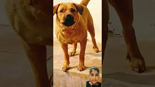 dog dogsound doglover barks labrador barkingside puppy labradormusic pitbull barkingpawz [upl. by Reffotsirhc216]