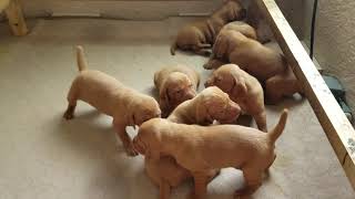 Cimarron Vizsla puppies [upl. by Cora]